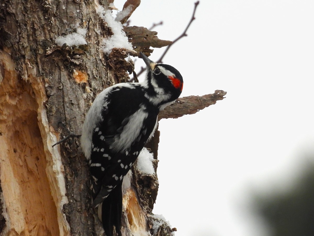 strakapoud americký - ML647207813