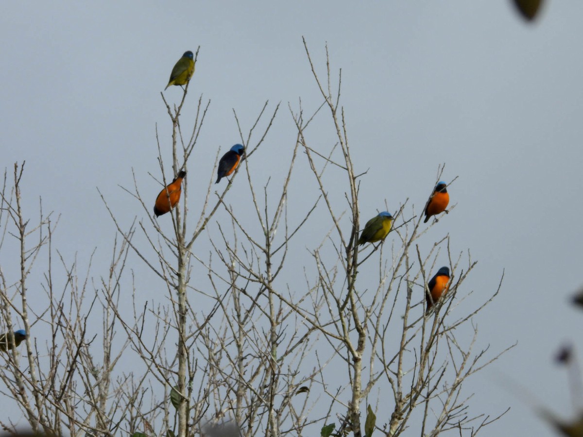 Elegant Euphonia - ML647207838