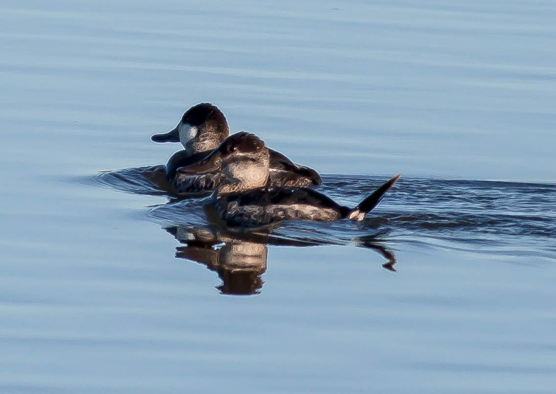 Американская савка - ML647207841