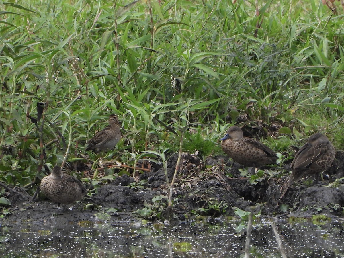 Gray Teal - ML647207842