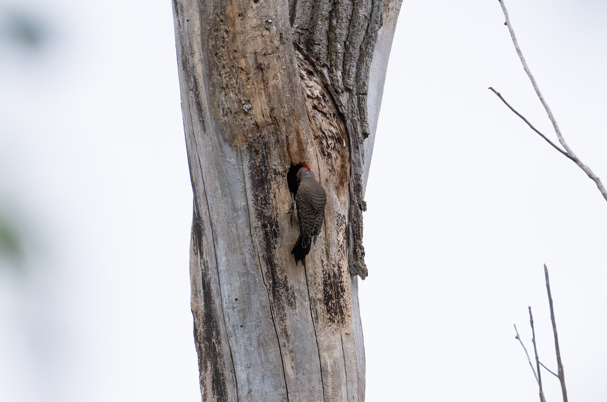 Northern Flicker - ML647207845