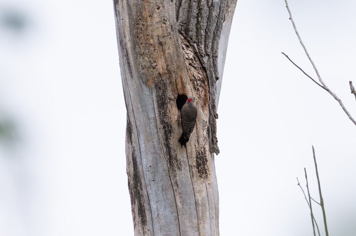 Northern Flicker - ML647207846