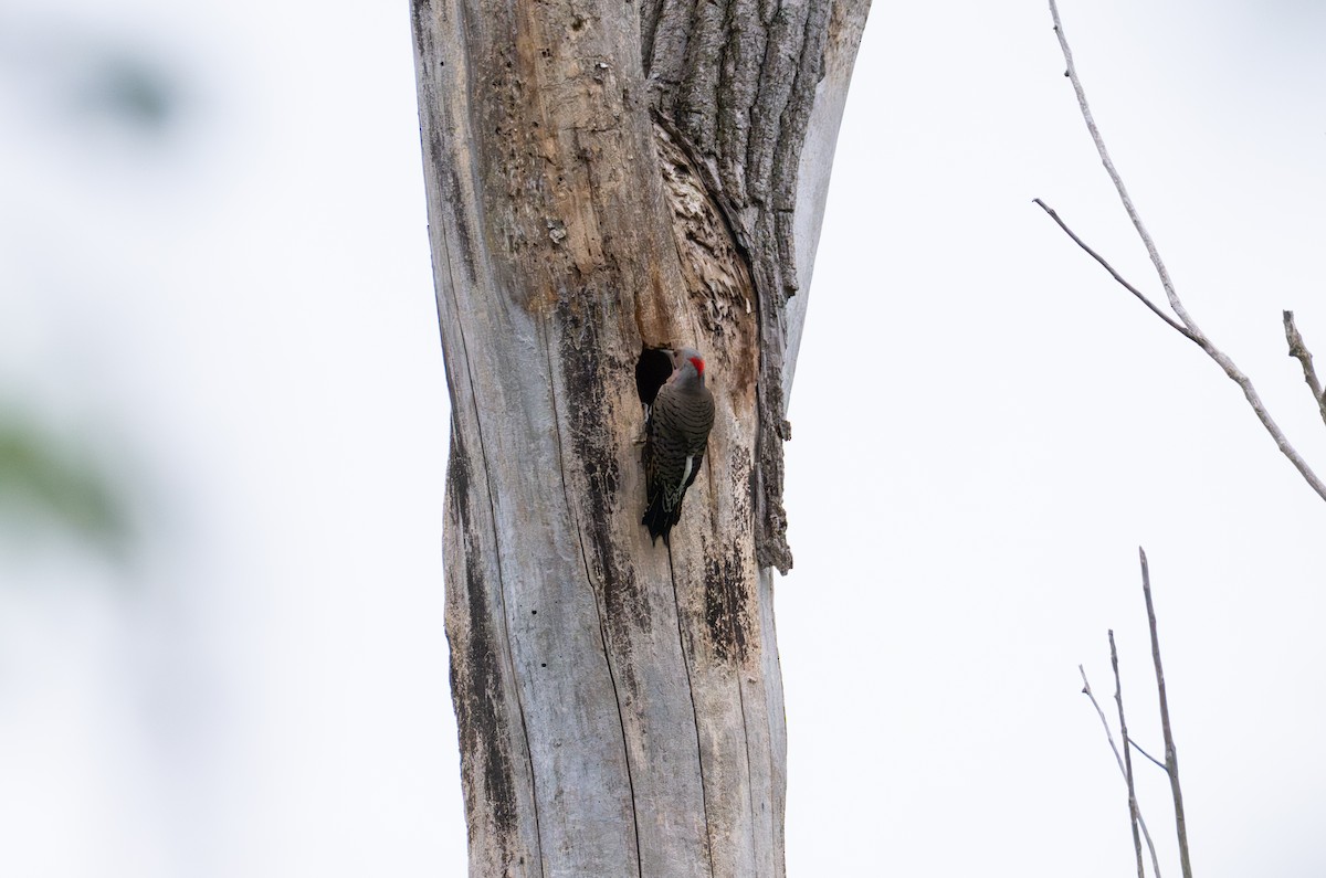 Northern Flicker - ML647207847