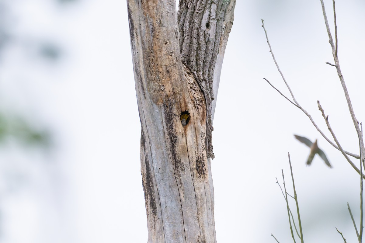 Northern Flicker - ML647207848
