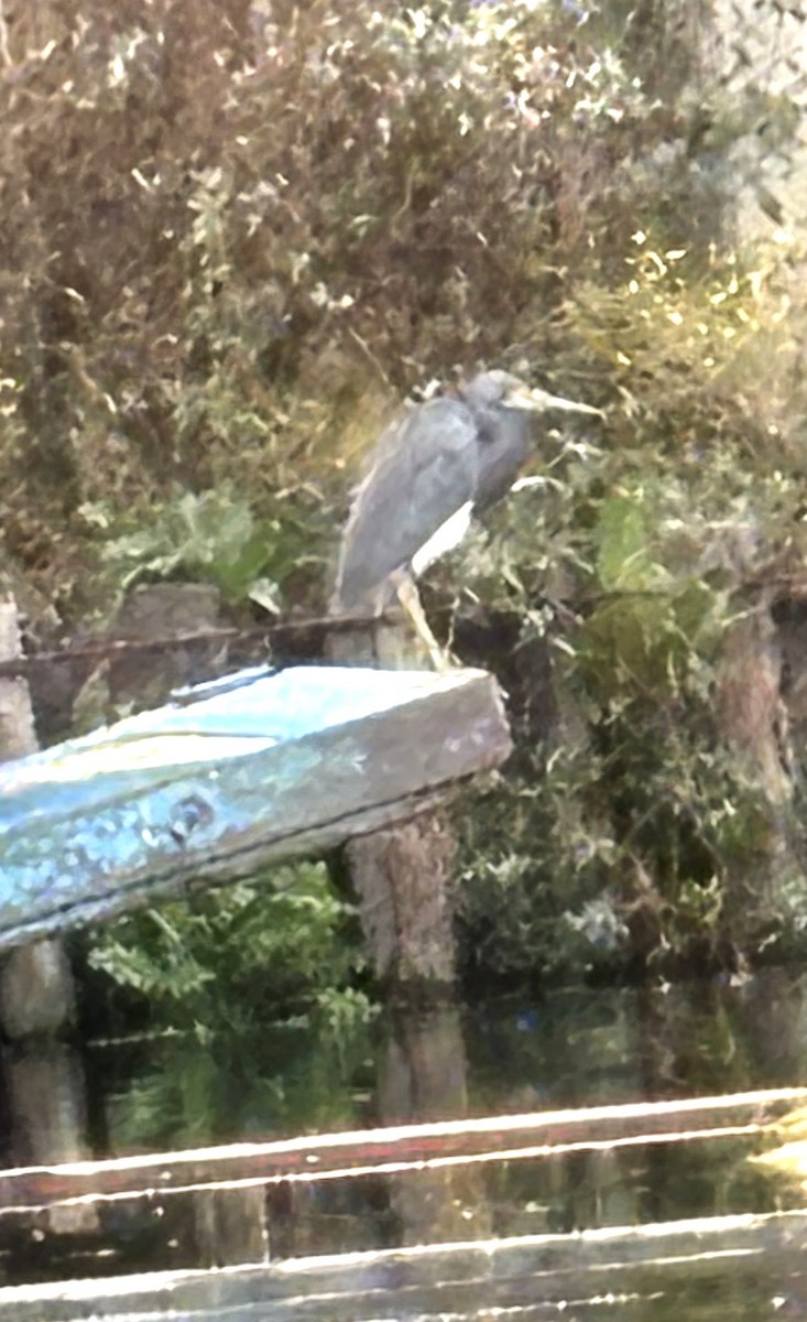 Tricolored Heron - ML647207850