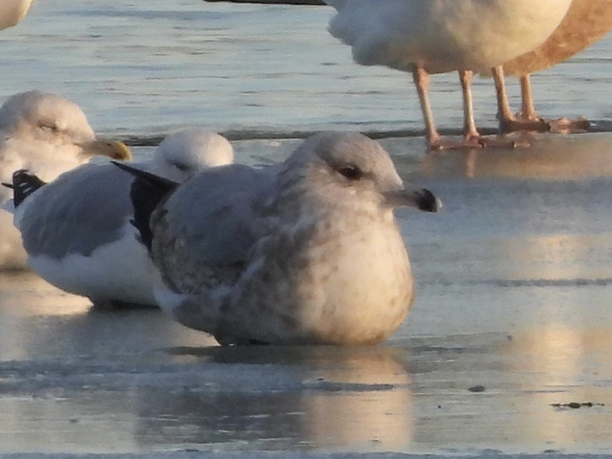 アイスランドカモメ（亜種 カナダカモメ） - ML647207851