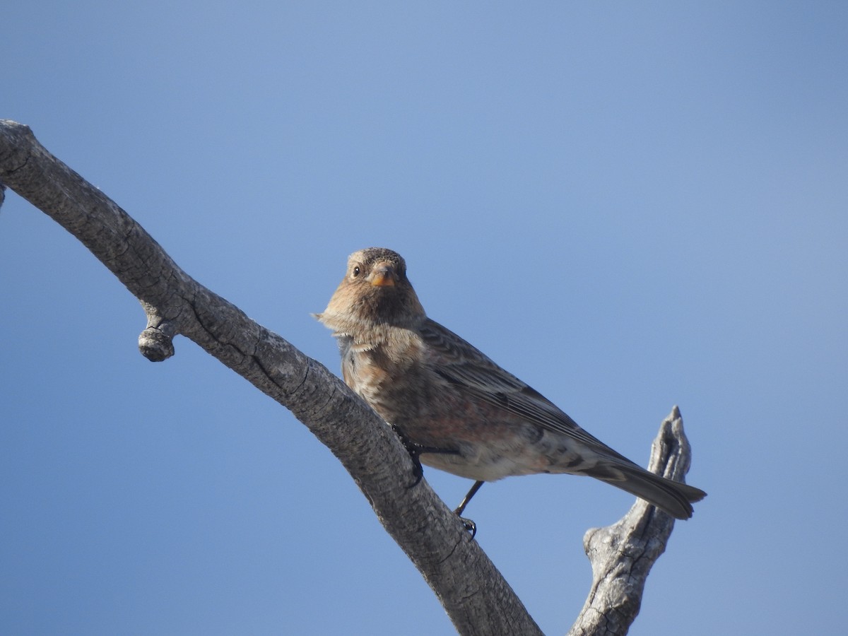 pěnkavice coloradská - ML647207853