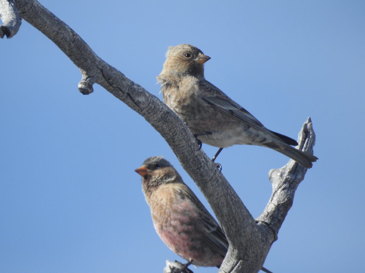 pěnkavice coloradská - ML647207854