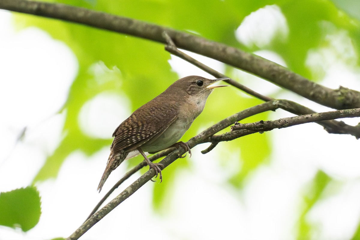 Northern House Wren - ML647207856