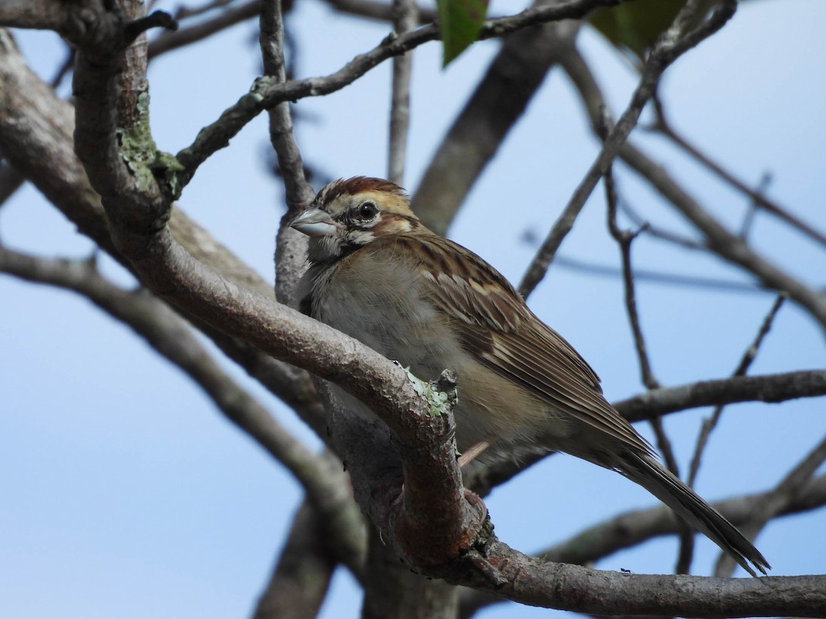 Lark Sparrow - ML647207865