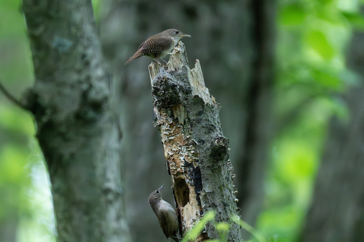 Northern House Wren - ML647207866