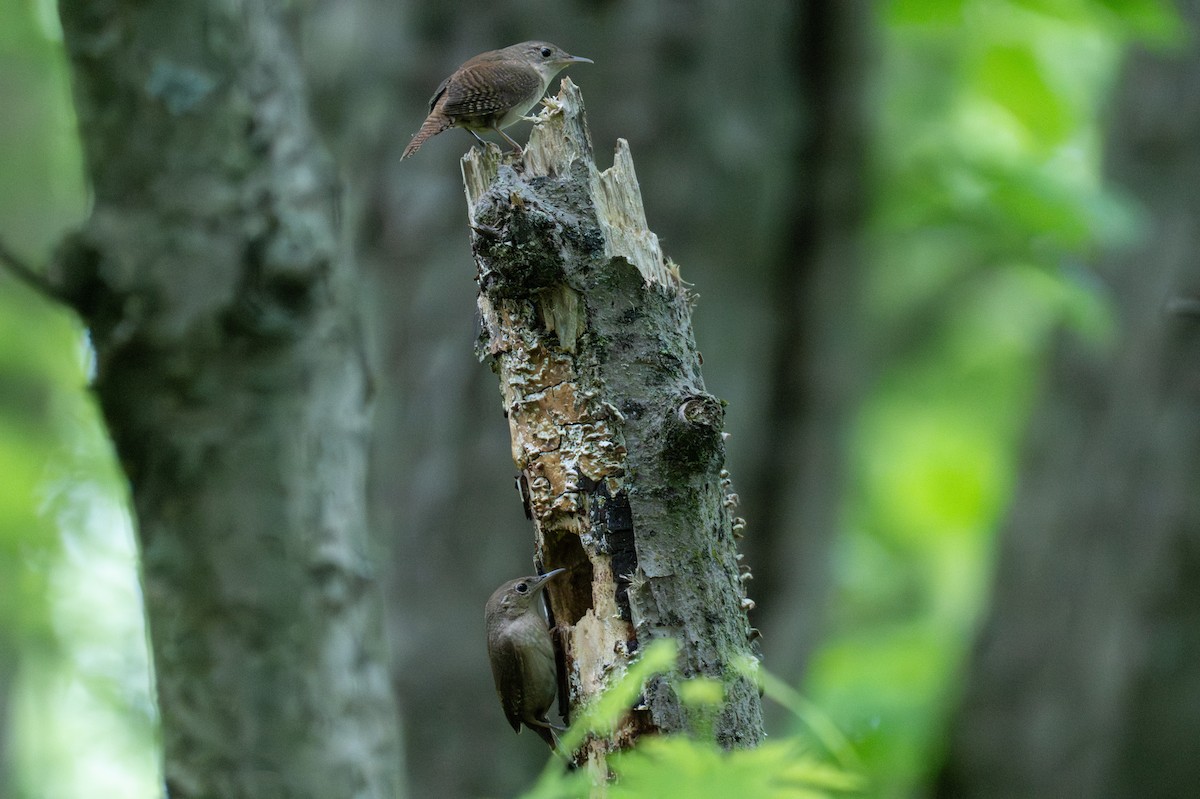 Northern House Wren - ML647207867