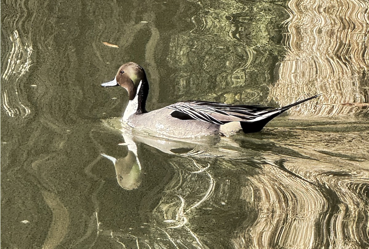 Northern Pintail - ML647207869