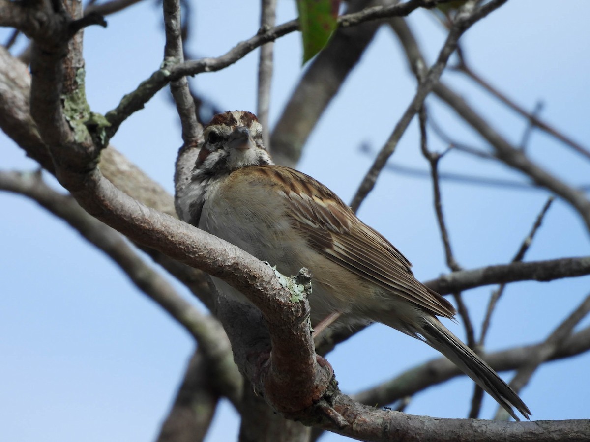 Lark Sparrow - ML647207871