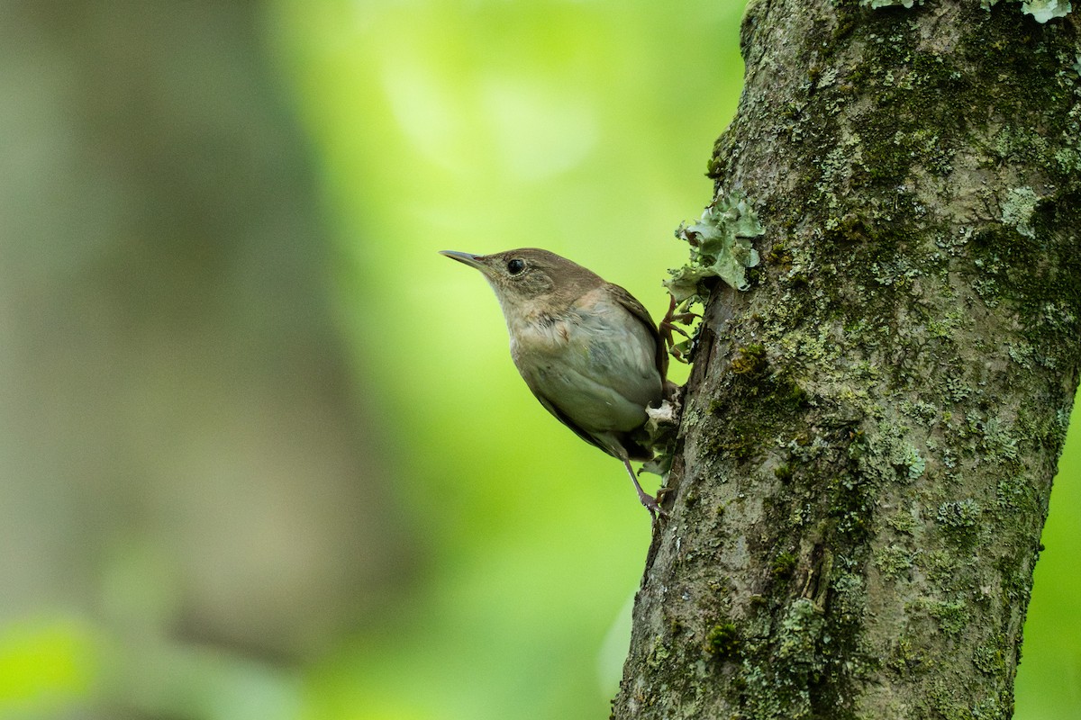 Northern House Wren - ML647207875