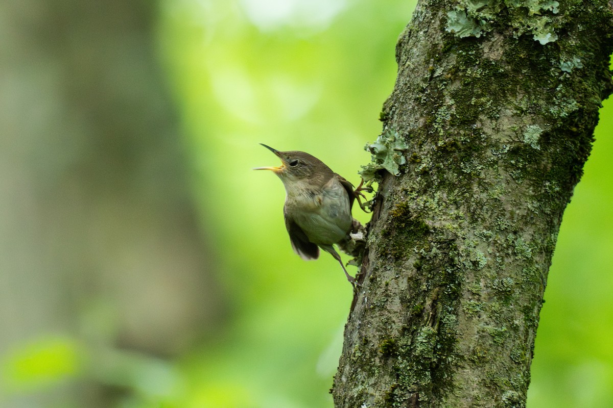 Northern House Wren - ML647207876