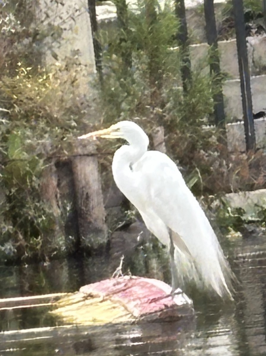 Great Egret - ML647207878