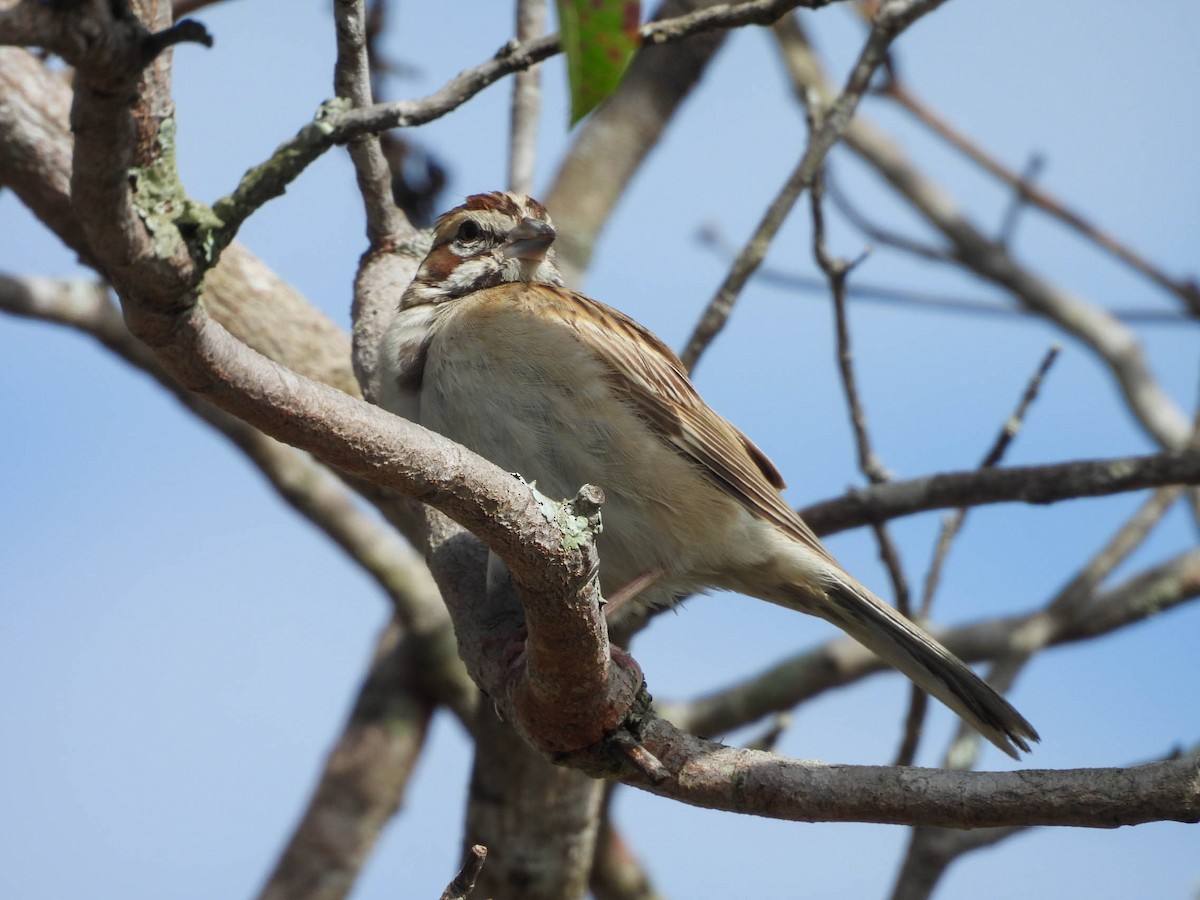 Lark Sparrow - ML647207880