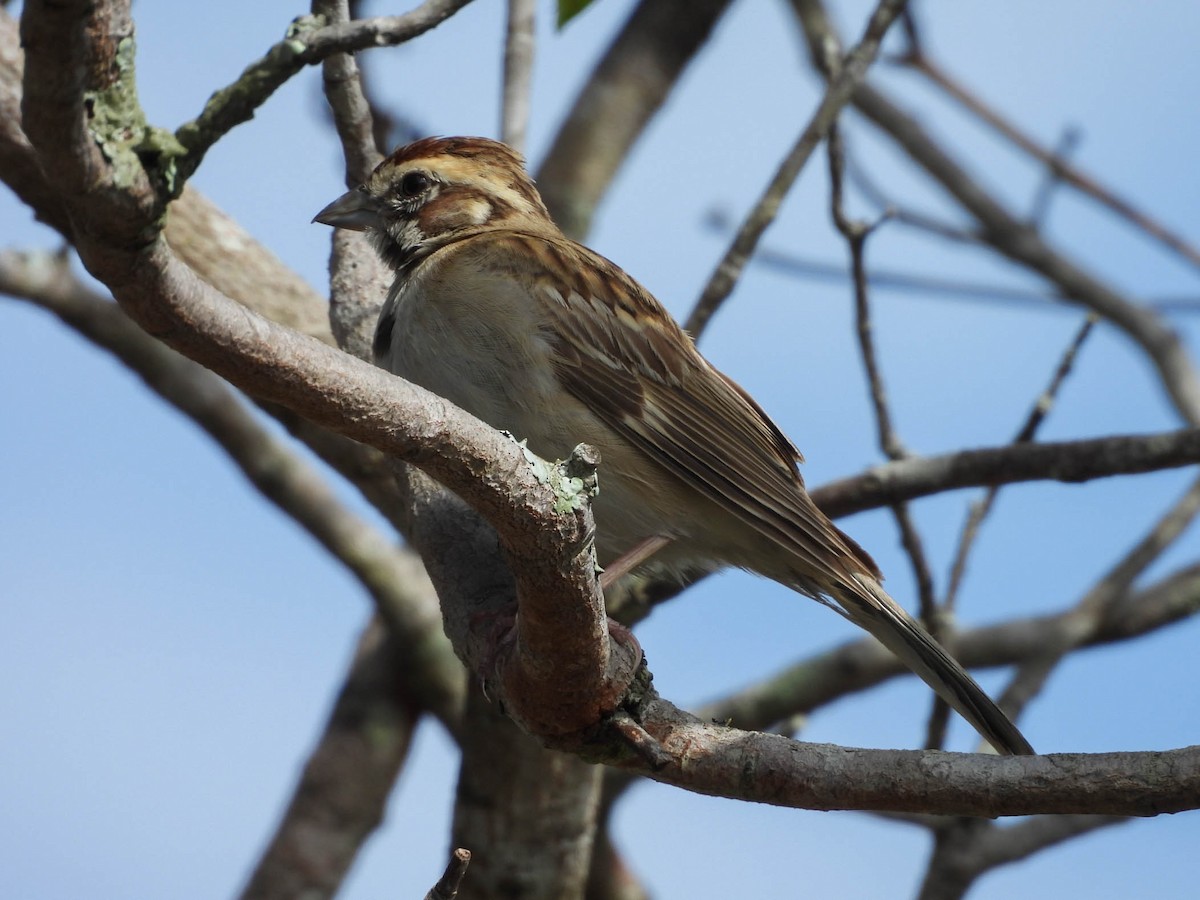 Lark Sparrow - ML647207881
