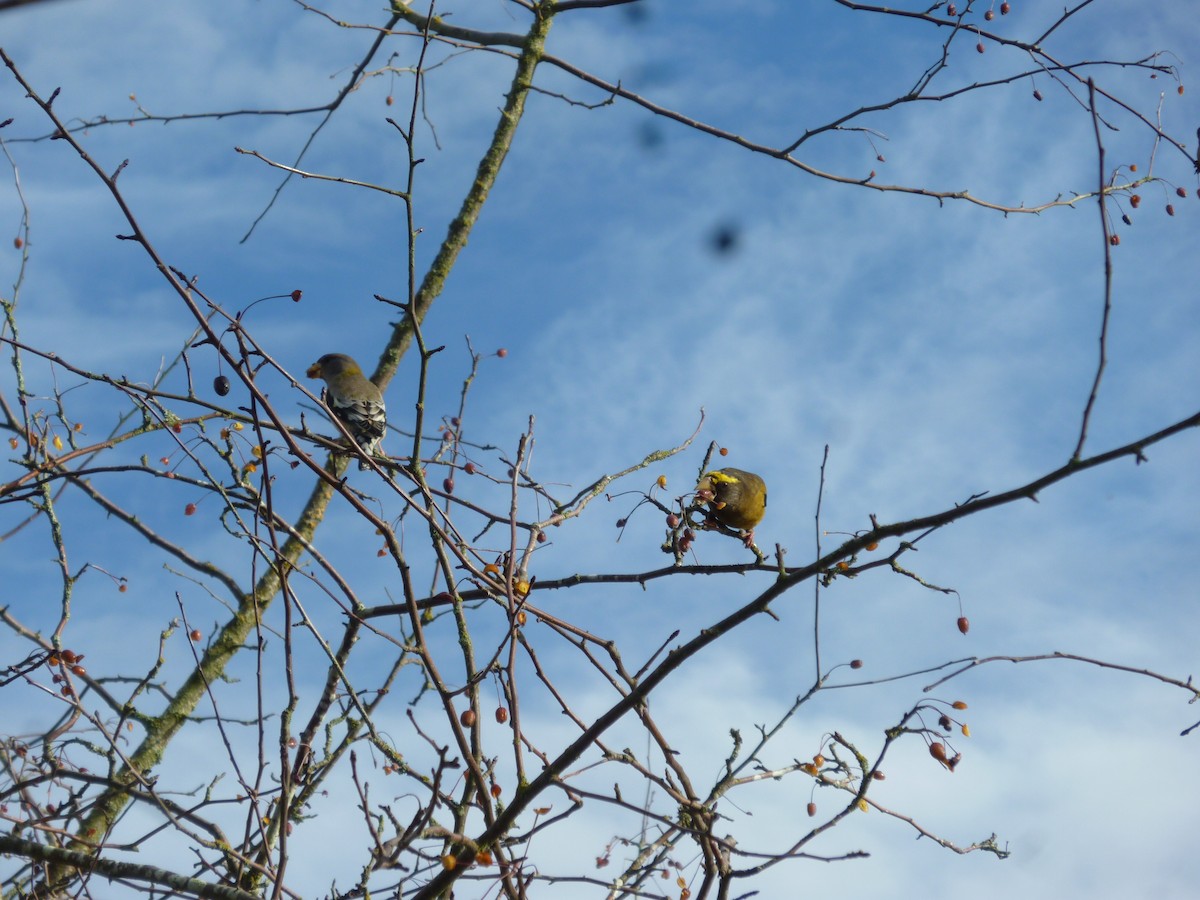 Evening Grosbeak - ML647207883