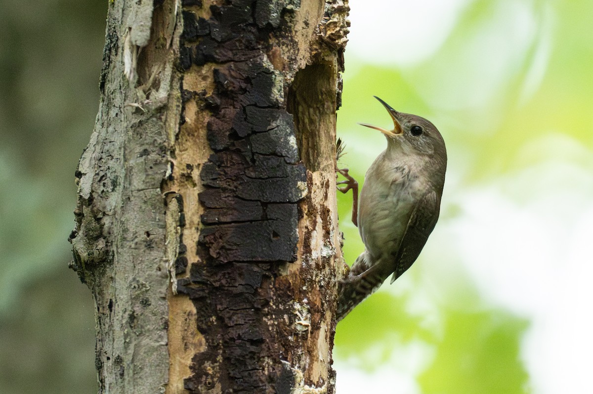 Northern House Wren - ML647207884