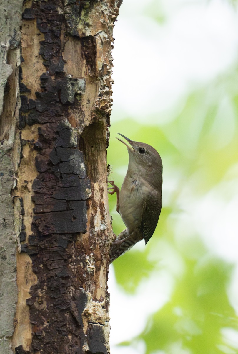 Northern House Wren - ML647207885