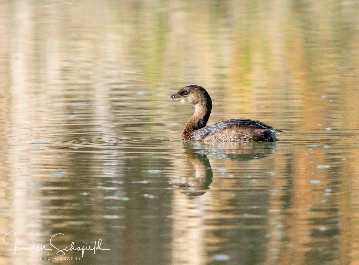 Pied-billed Grebe - ML647207886