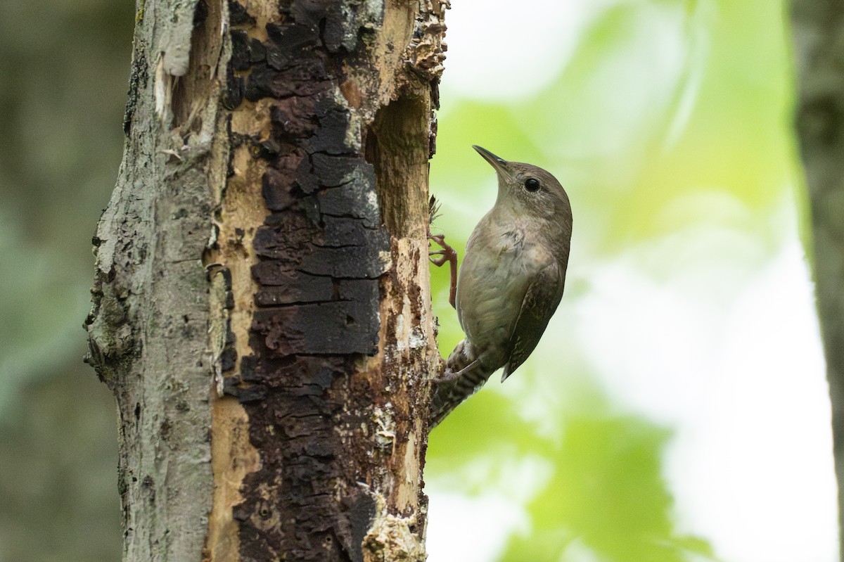 Northern House Wren - ML647207890