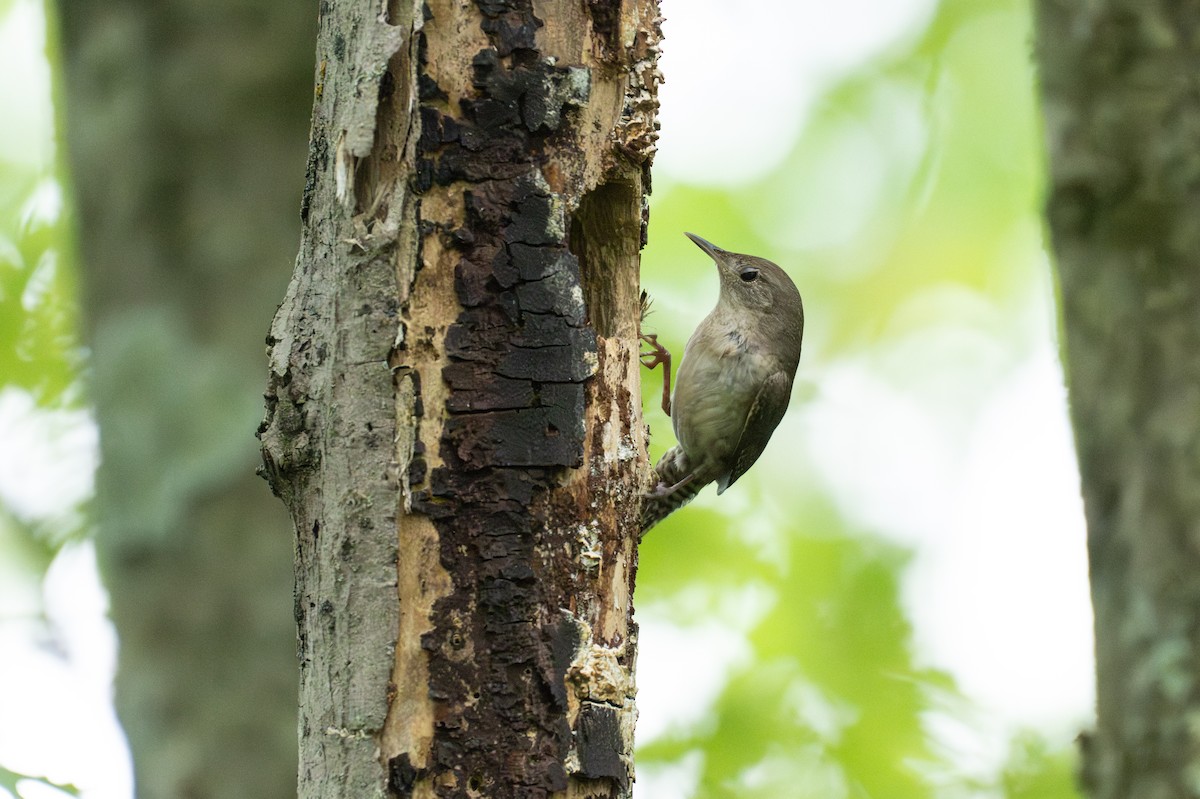 Northern House Wren - ML647207891