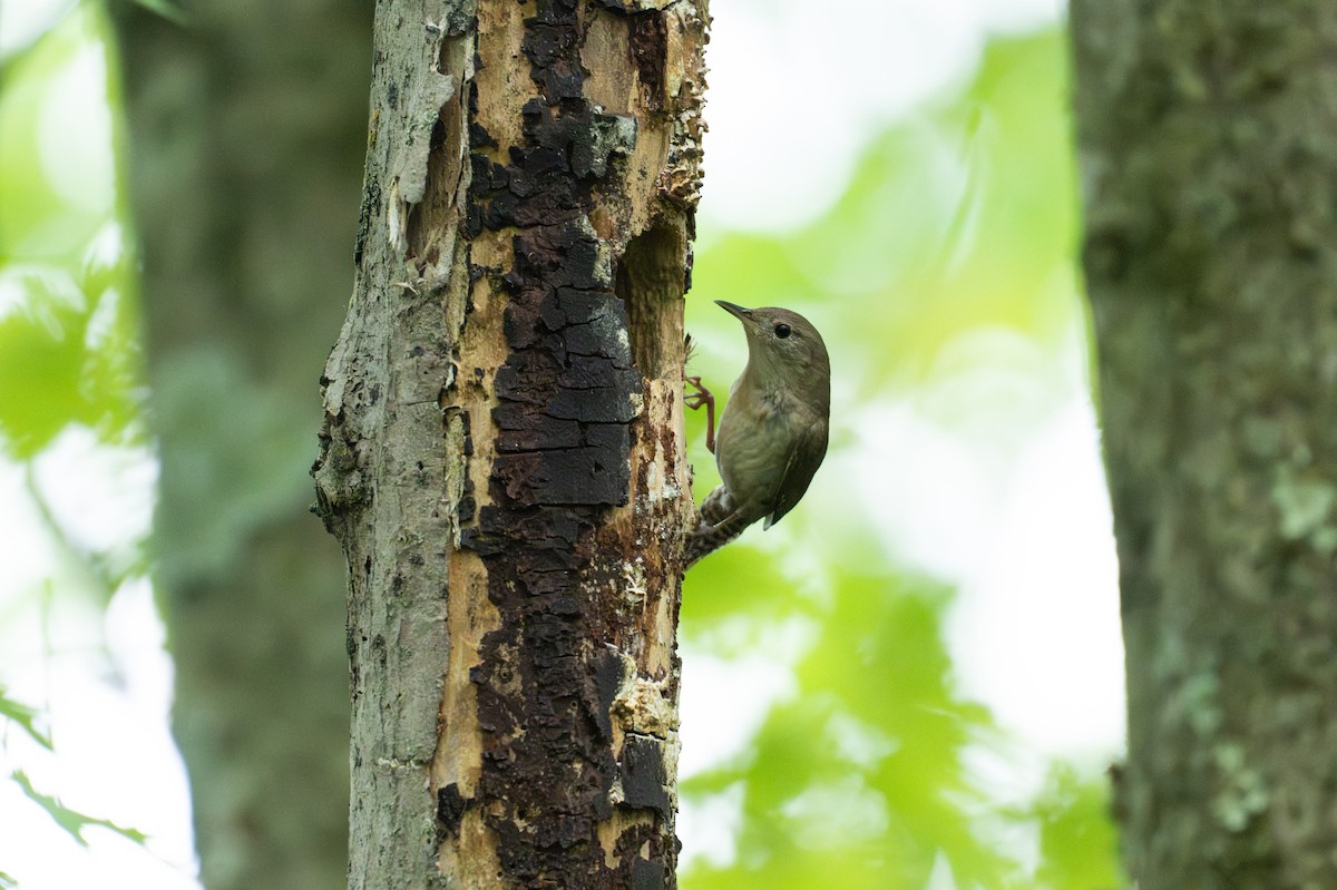 Northern House Wren - ML647207893