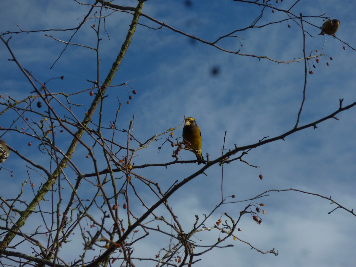 Evening Grosbeak - ML647207897