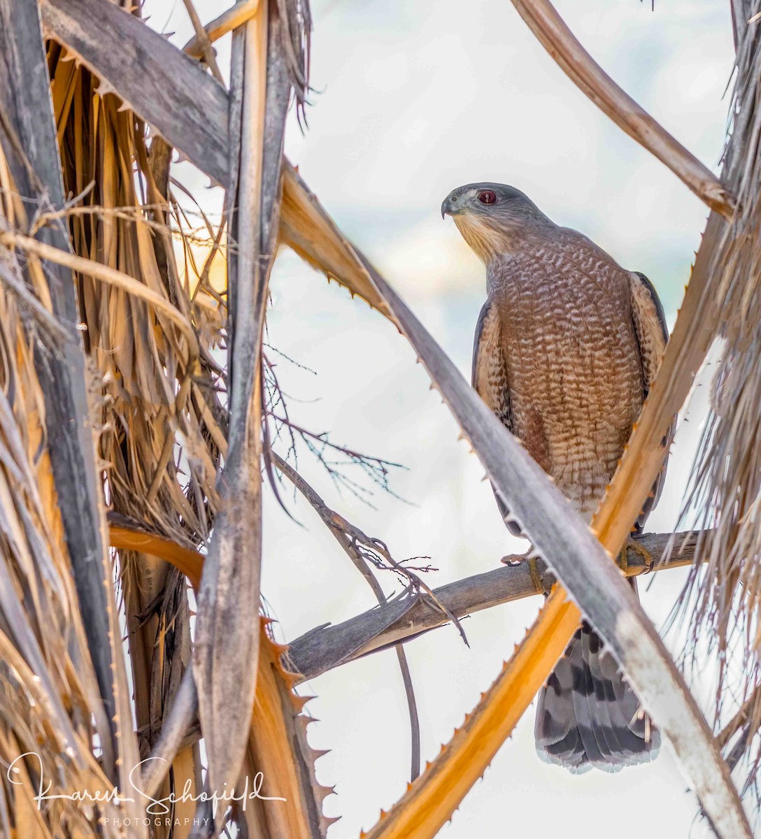 Cooper's Hawk - ML647207901