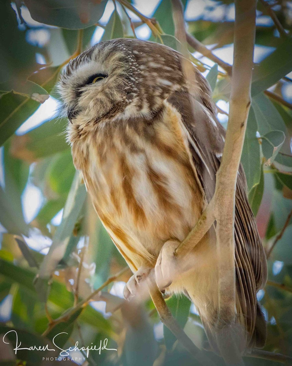 Northern Saw-whet Owl - ML647207909