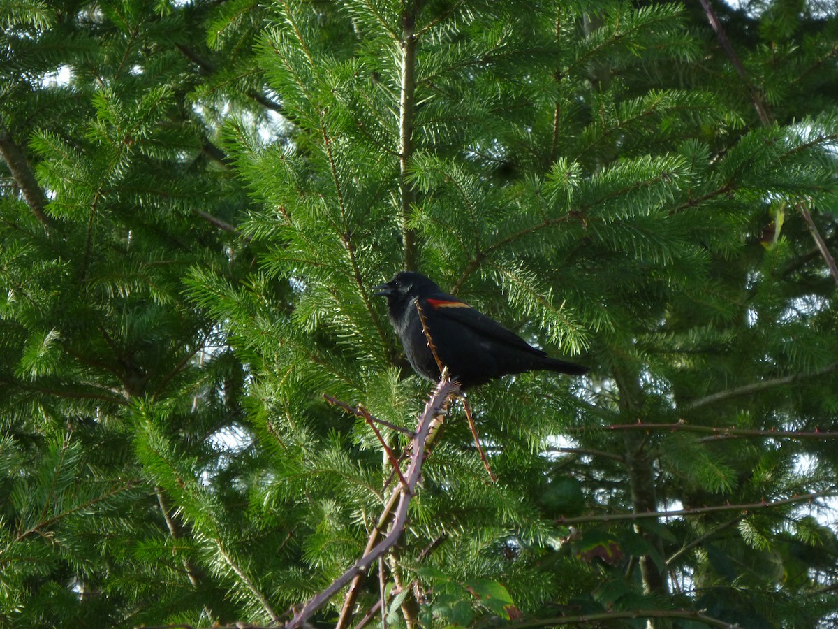 Red-winged Blackbird - ML647207910