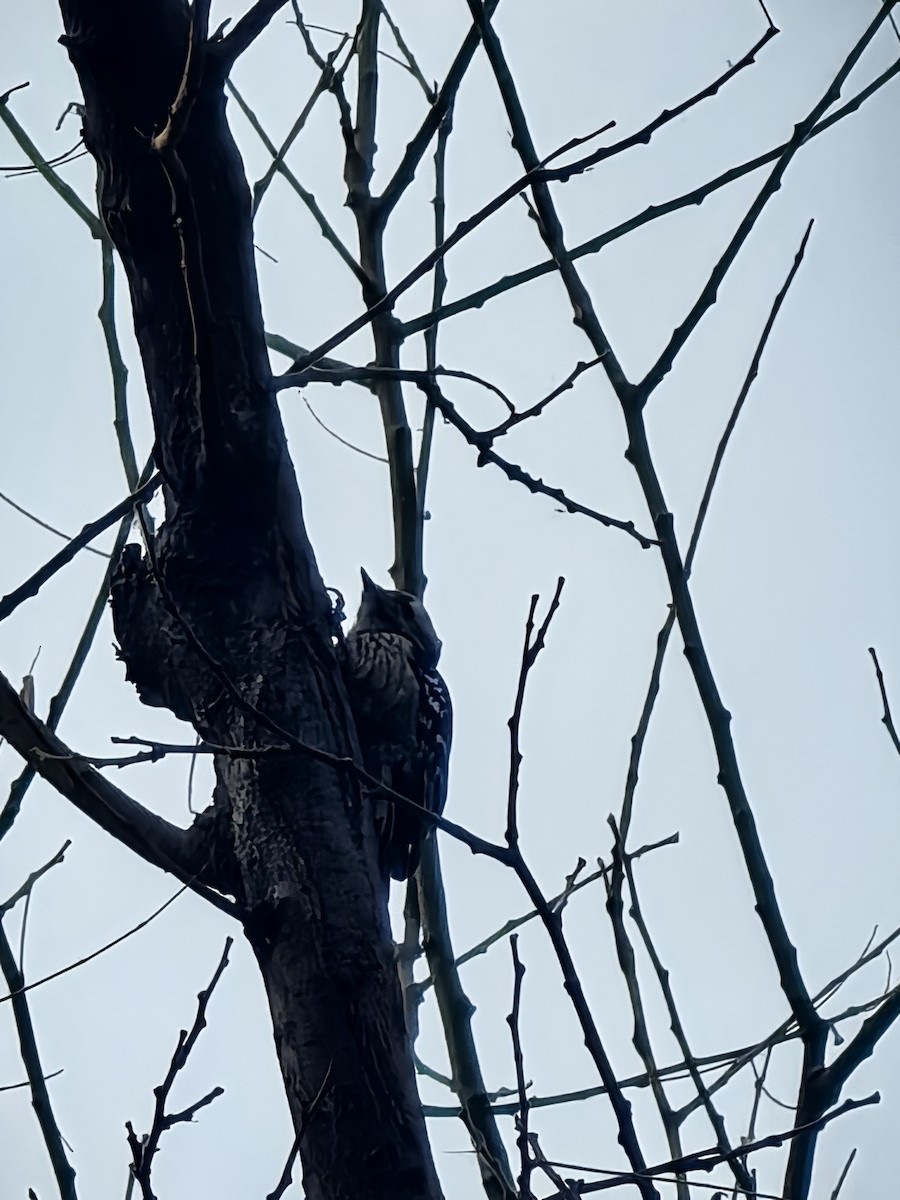 Gray-capped Pygmy Woodpecker - ML647207911