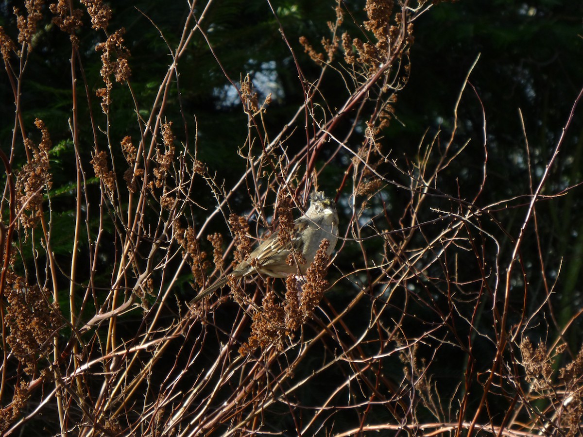 Golden-crowned Sparrow - ML647207912