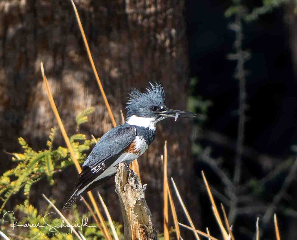 Belted Kingfisher - ML647207913