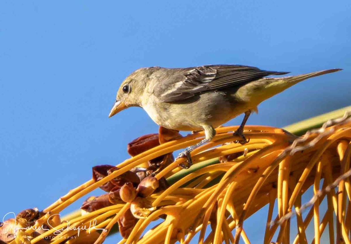 Western Tanager - ML647207914