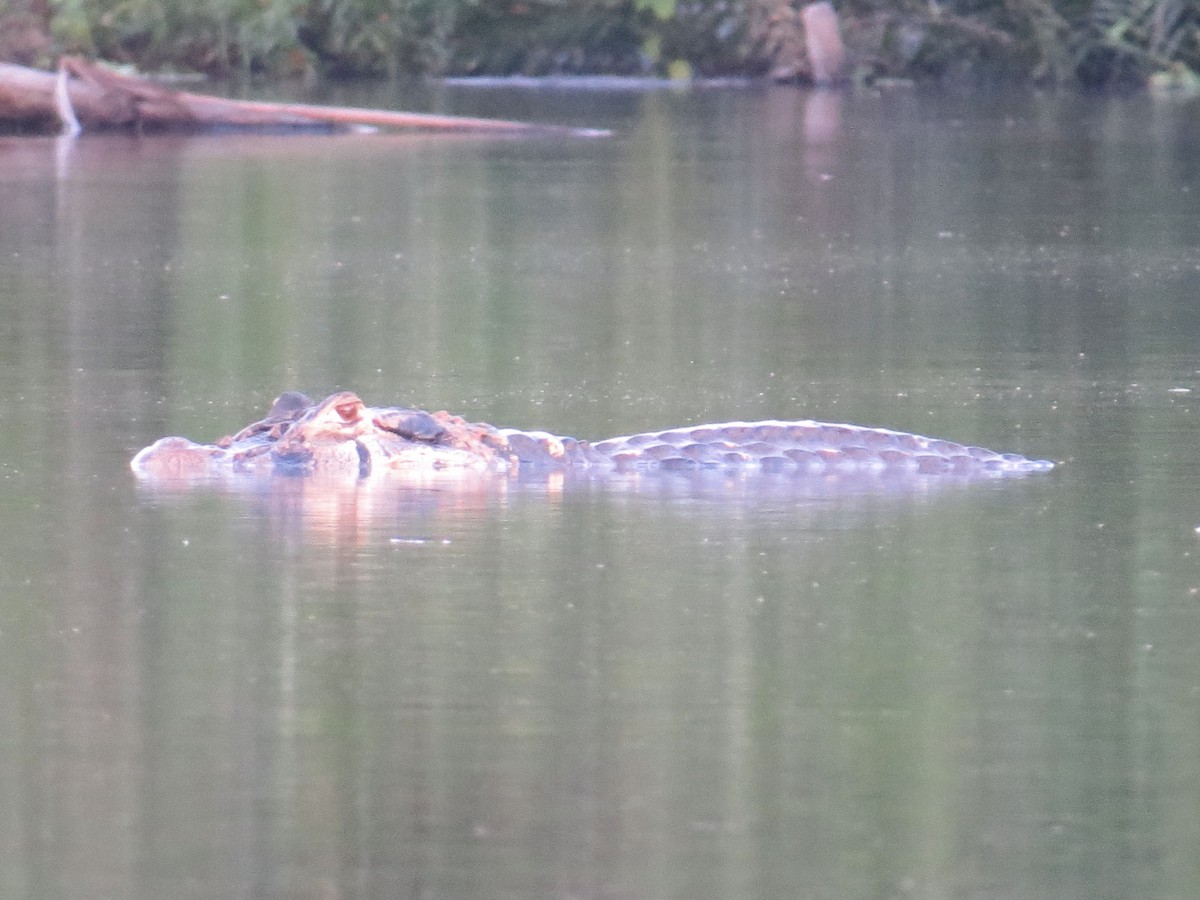 Black Caiman - ML647207915