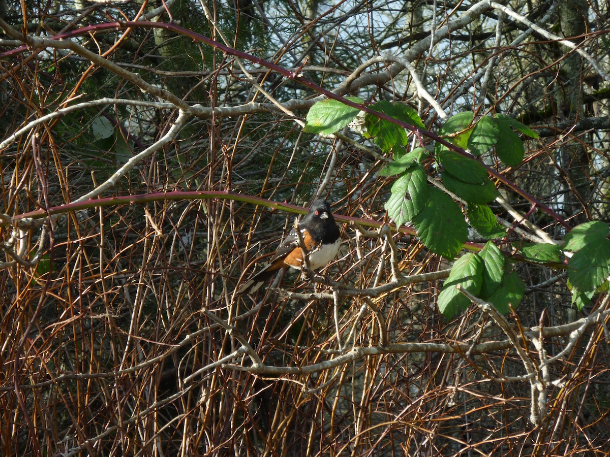 Spotted Towhee - ML647207916
