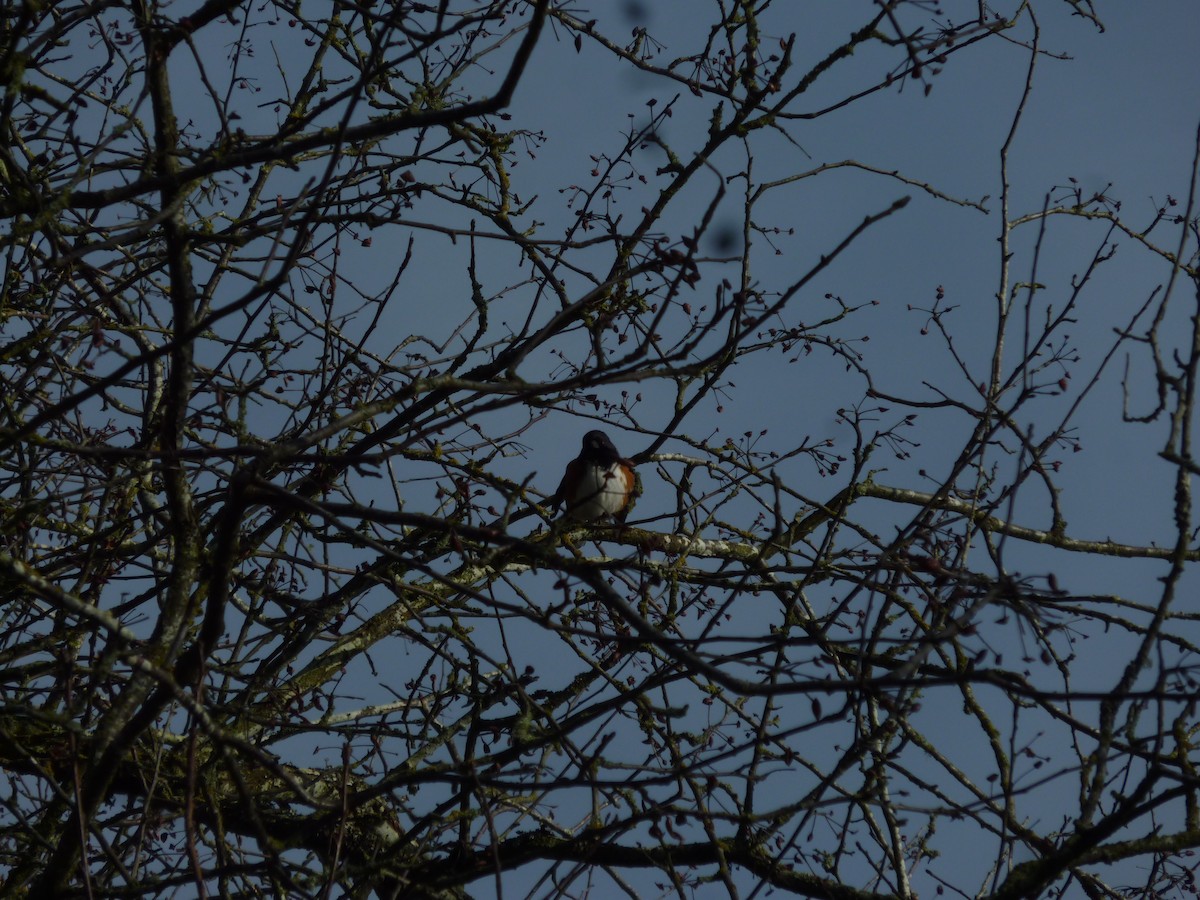 Spotted Towhee - ML647207918