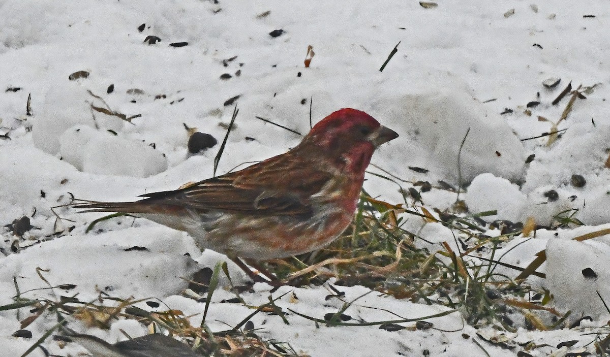 ムラサキマシコ - ML647207919