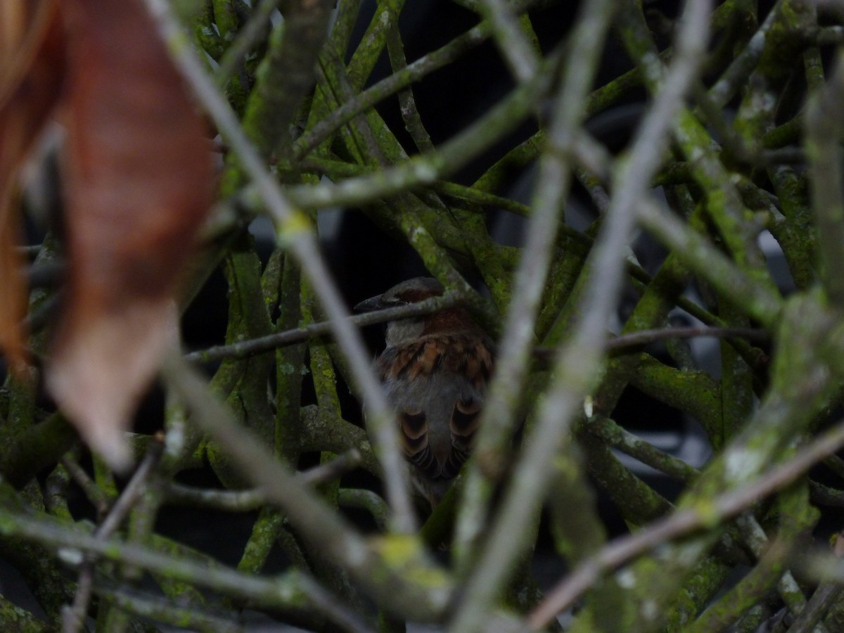 דרור הבית - ML647207921