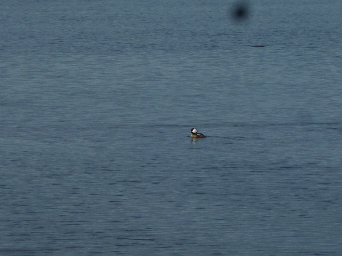 Hooded Merganser - ML647207922