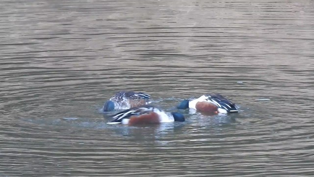 Northern Shoveler - ML647207934