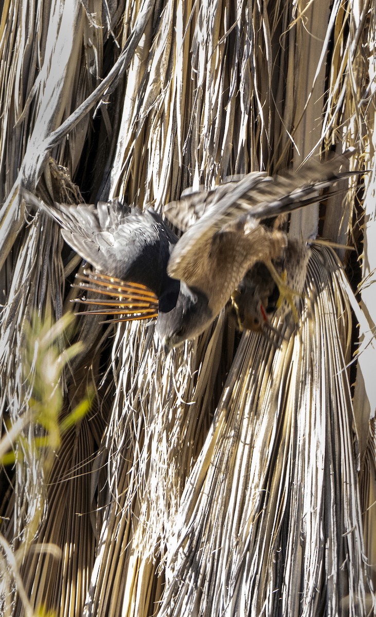 Northern Flicker - ML647207940