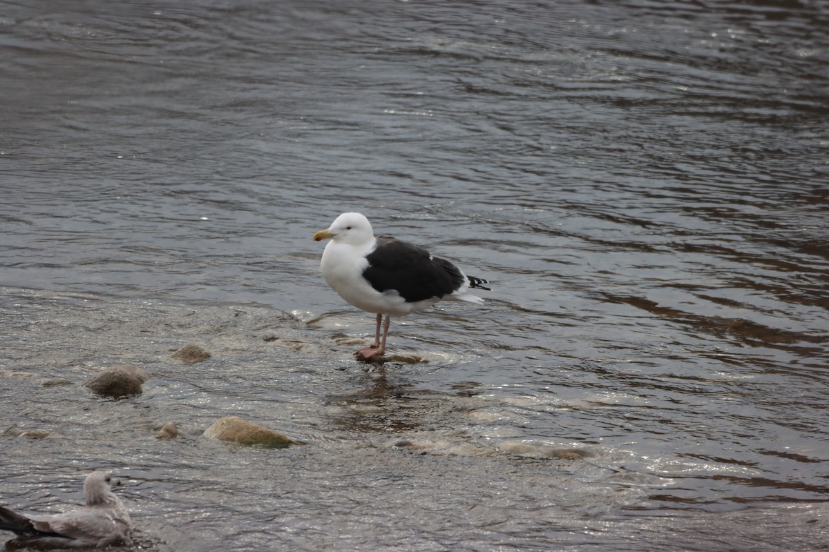 racek mořský - ML647207945