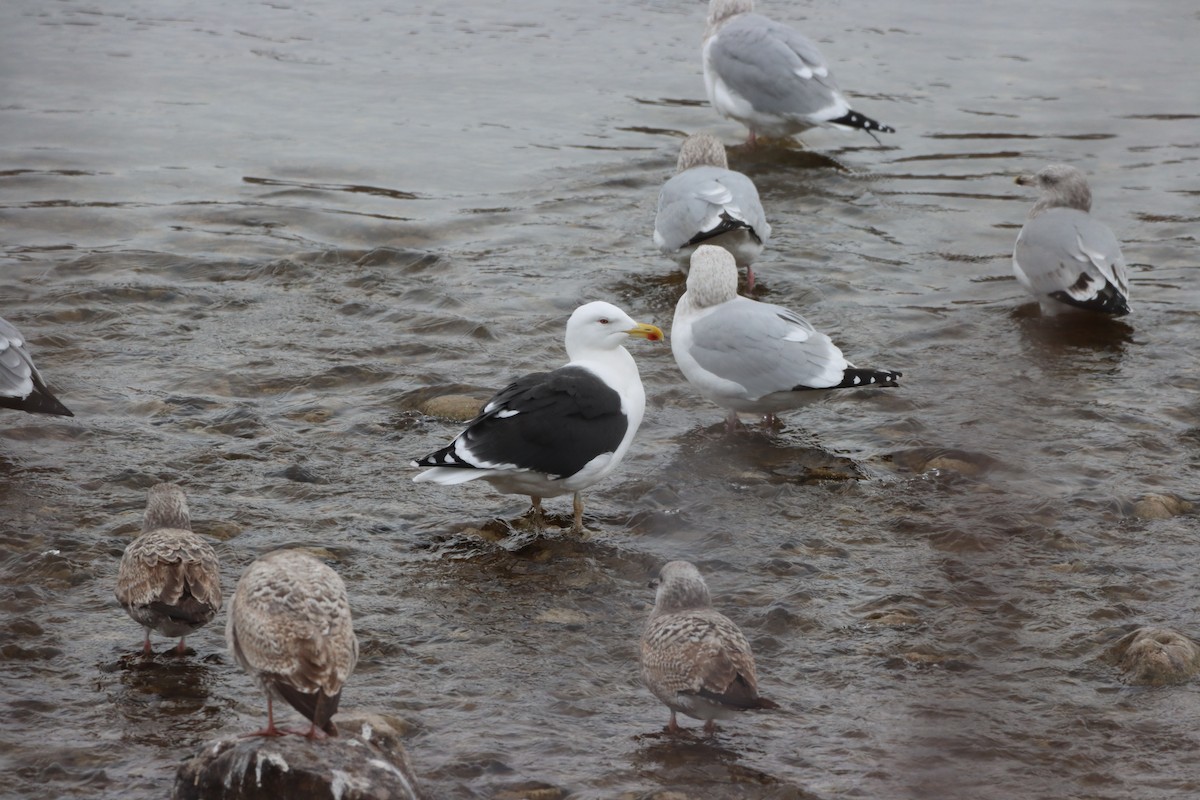 racek mořský - ML647207946