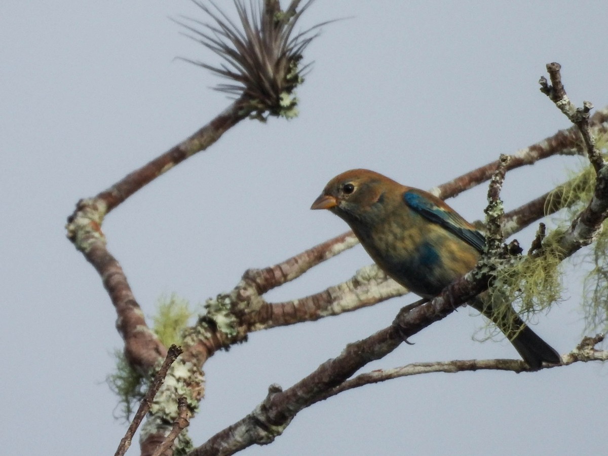 Индиговый колорин - ML647207949