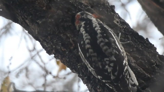 Red-naped Sapsucker - ML647207966